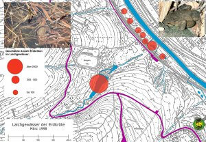 Laichgewässer der Erdkröte im Rumbecker Holz und der Ruhraue