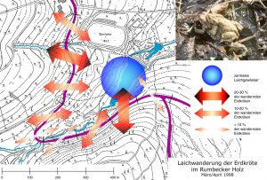 Richtung und Intensität der Laichwanderung der Erdkröte im Bereich Rumbecker Holz.