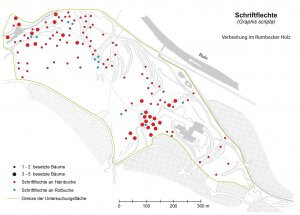 Das Verbreitungsbild der Schriftflechte im Rumbecker Holz als Ergebnis der Geländekartierung.