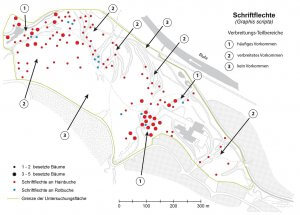 Anhand der Verbreitungskarte lassen sich im Rumbecker Holz Teilbereiche mit unterschiedlicher Häufigkeit der Schriftflechte sowie Teilbereiche ohne Schriftflechten-Vorkommen abgrenzen.