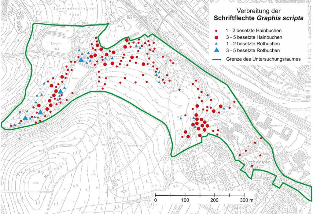 Verbreitungsbild der Schriftflechte im Rumbecker Holz und im angrenzenden unteren Schwiedinghauser Bachtal.