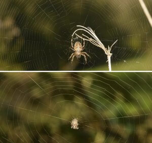 oben das Netz der Gartenkreuzspinne mit engen Maschen, unten das Netz der Schilfradspinne mit weiten Maschen.