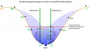 Messwerte der Verdunstungsmessungen bodennah durch den Talbereich und vertikal entlang der Hainbuchenstämme. Wenn man die ähnlichen Messwerte an den Talhängen und an den Hainbuchen verbindet, lässt sich eine umgekehrte „Luftfeuchte-Glocke“ (blau) im Tal erkennen, mit zunehmender Luftfeuchte zum Bachbett. 