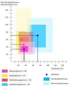 Netzhöhe und Netzbreite der vier Radnetzspinnen auf der Probefläche in der Ruhraue im Vergleich.