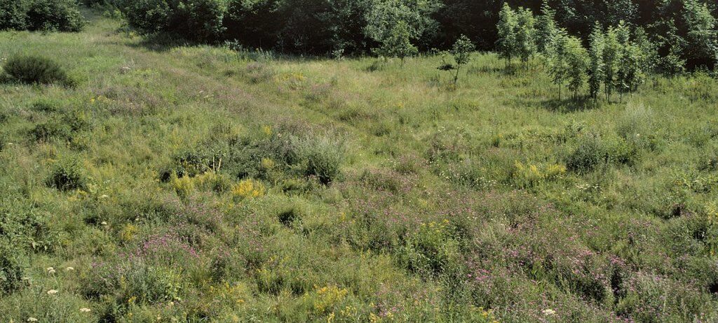 Unterschiedlich strukturierte Graslandfläche in der Ruhraue.