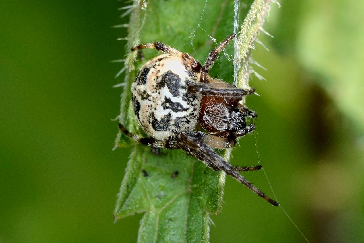 Bildergalerie Schilfradspinne