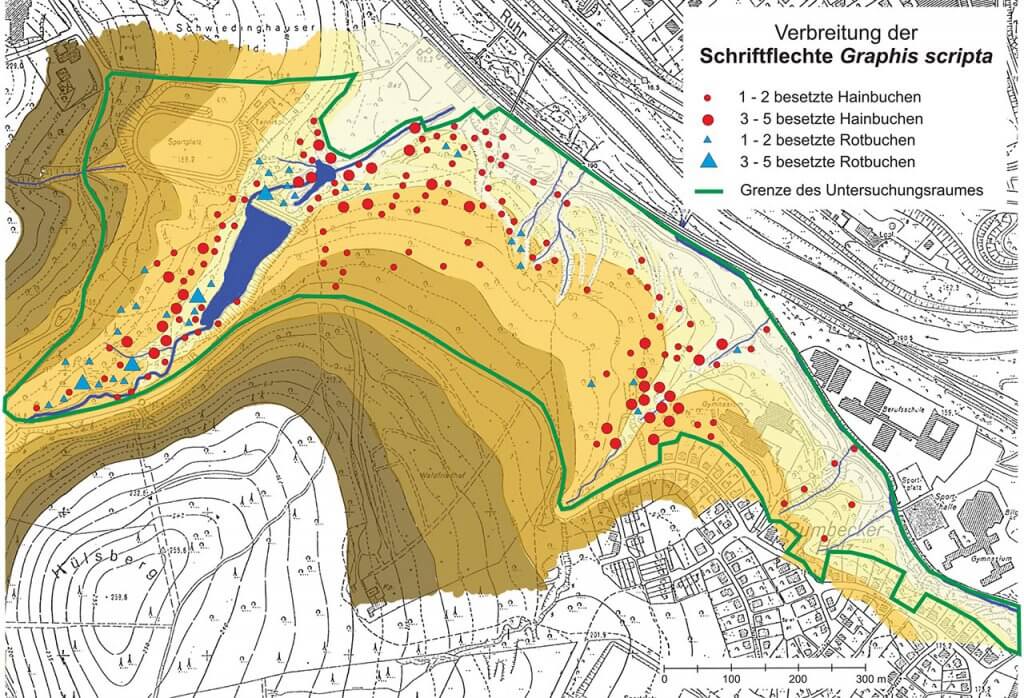 Verbreitungsbild der Schriftflechte auf der Grundlage des Geländereliefs der Untersuchungsfläche Rumbecker Holz.