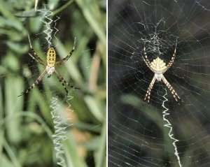 Subadulte weibliche Wespenspinne Argiope bruennichi (links) und adultes Weibchen der gelappten Wespenspinne Argiope lobata (rechts) im Netzzentrum mit Stabiliment.