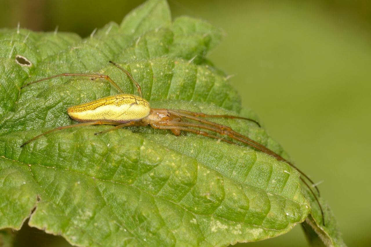 Bildergalerie Streckerspinne