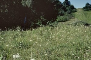 Gras- und Hochstaudenflur auf dem Standortübungsplatz Hengsen.