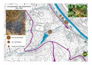 Laichgewässer des Grasfroschs im Rumbecker Holz und der Ruhraue