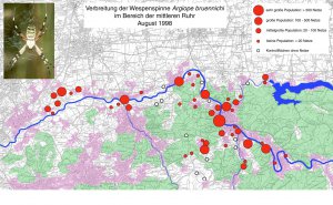 Verbreitung der Wespenspinne Argiope bruennichi im Bereich der mittlerer Ruhr 1998