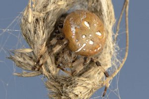 Vierfleckkreuzspinne (Araneus quadratus)