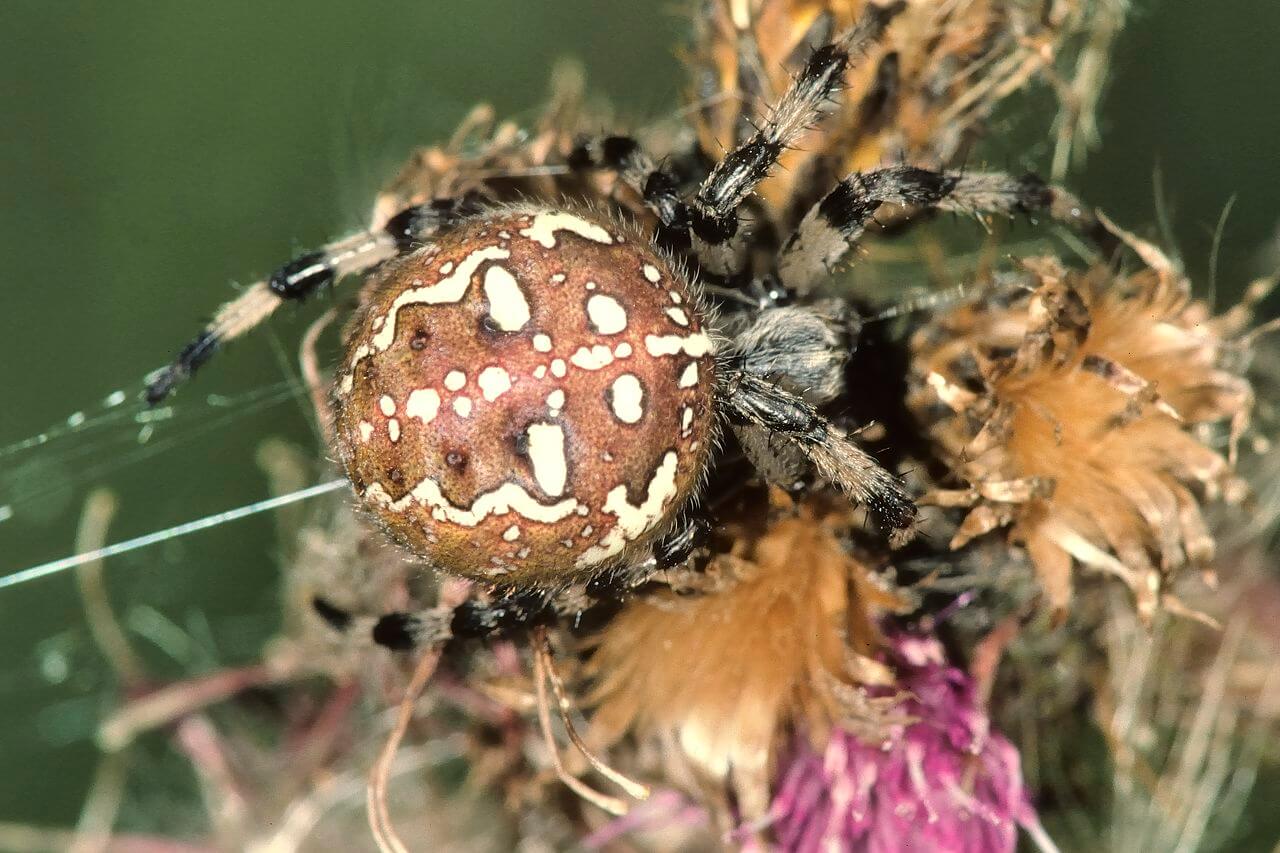 Bildergalerie Vierfleckkreuzspinne