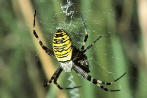 Wespenspinne (Argiope bruennichi)