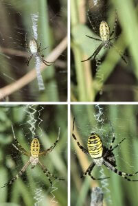Entwicklungsstadien bei weiblichen Wespenspinnen: Jungspinne (links oben), subadulte Spinne (rechts oben), Spinne im Paarungsstadium (links unten), Spinne im Eiablagestadium (rechts unten).