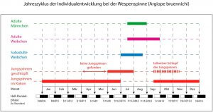 Abhängigkeit der Individualentwicklung der Wespenspinne vom jährlichen Hell-Dunkel-Phasenrhythmus.