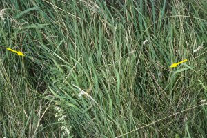 Zwei Netze der Wespenspinne in Netzräumen, die am Rand einer Grasfläche von der Spinne hergestellt wurden.