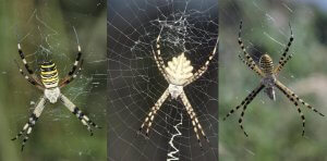 Die heimische Wespenspinne Argiope bruennichi (links), die gelappte Wespenspinne Argiope lobata (Mitte) und die Dreiband-Wespenspinne Argiope trifasciata (rechts).