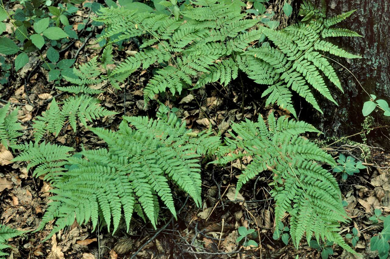 Gattung "Wurmfarn" (Dryopteris)