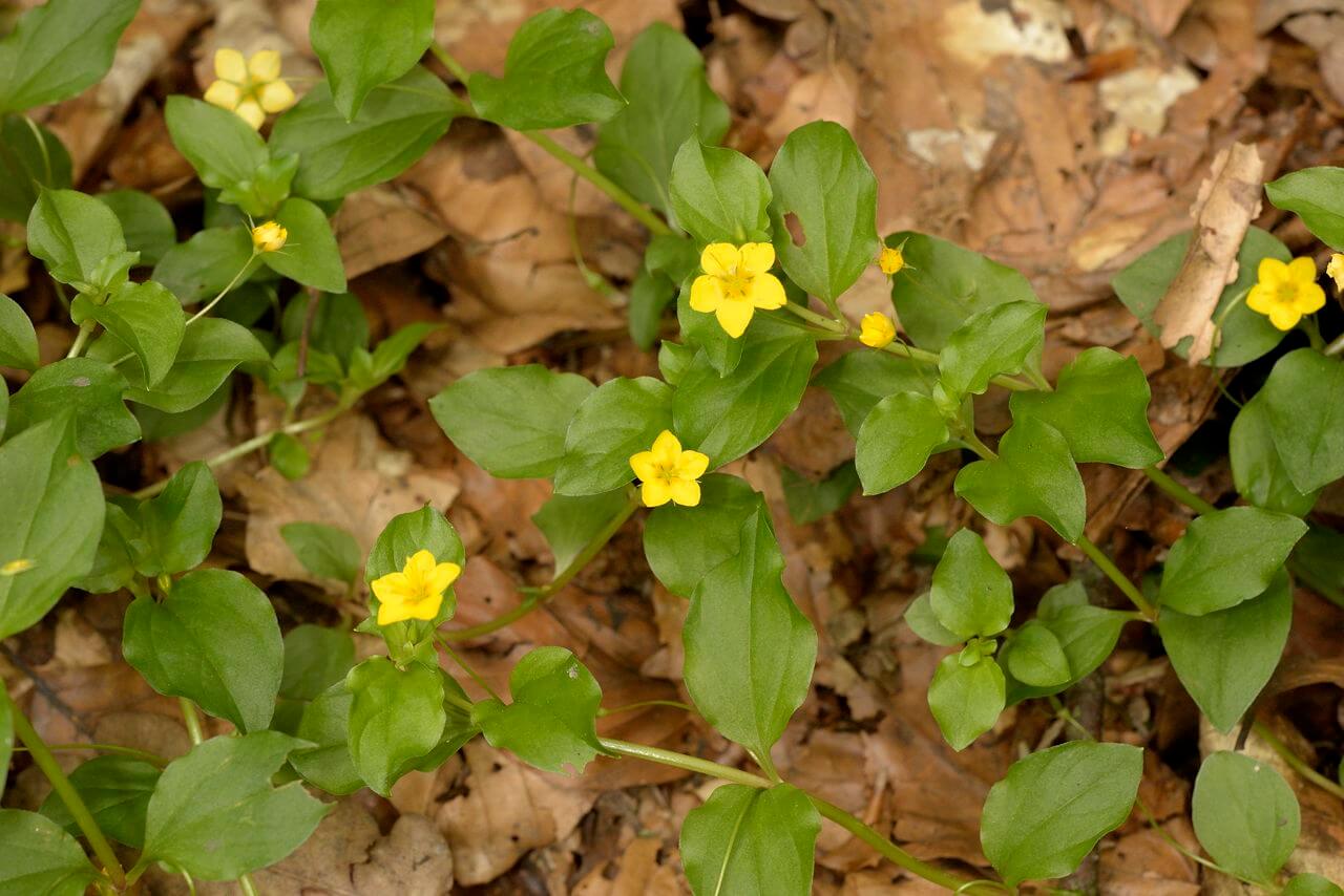 Haingilbweiderich-Gruppe