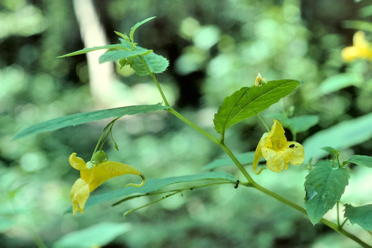 Gattung "Springkraut" (Impatiens)