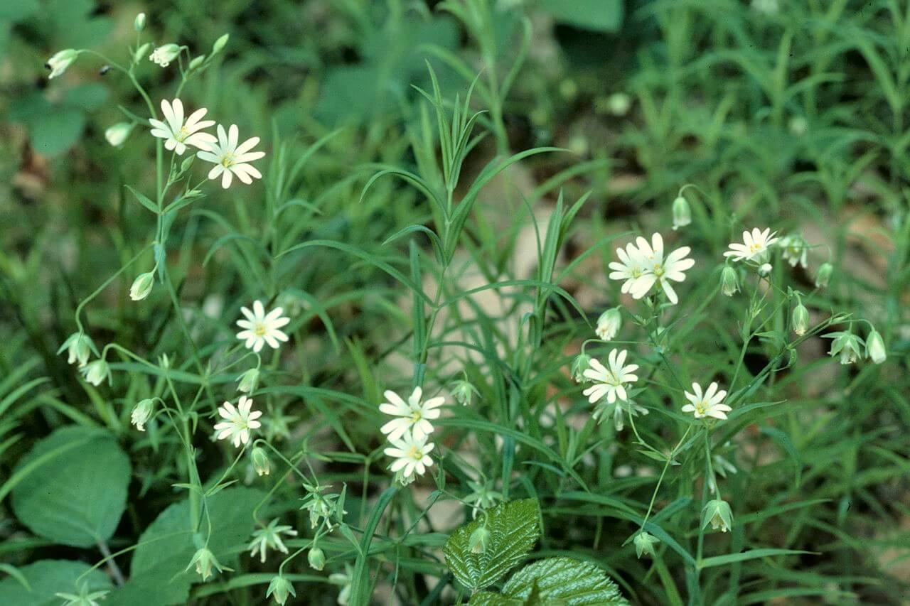 Gattung "Sternmiere" (Stellaria)