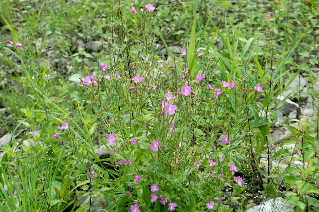 Gattung "Weidenröschen" (Epilobium)