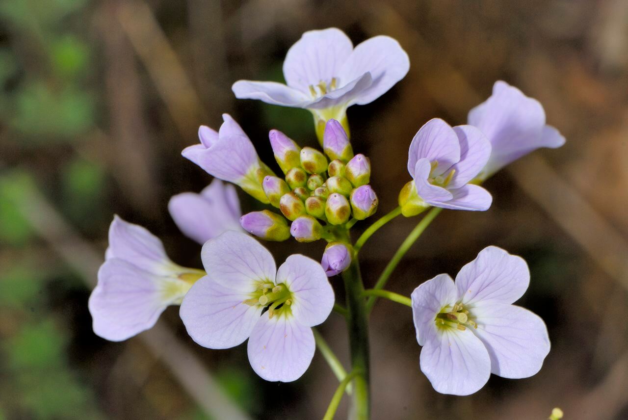 Gattung "Schaumkraut" (Cardamine)