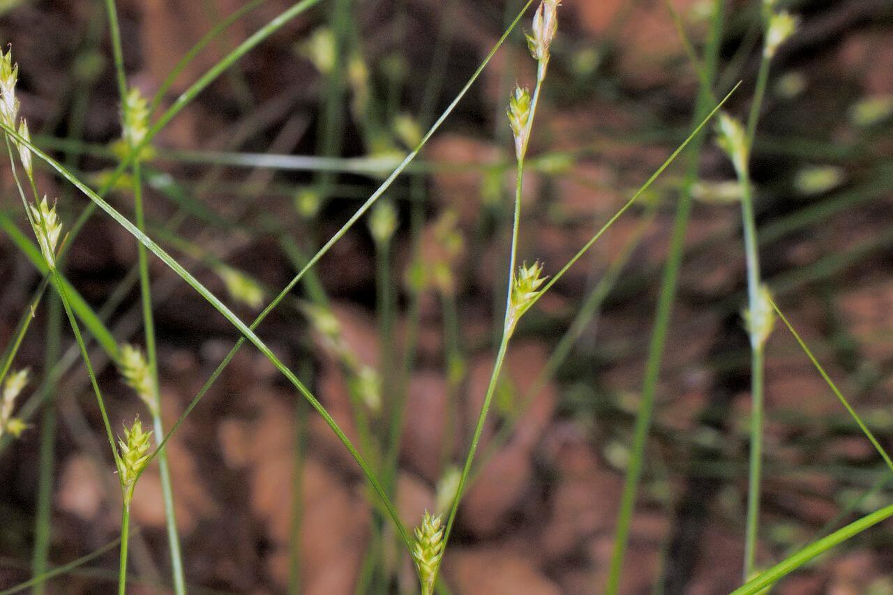 Gattung "Segge" (Carex)