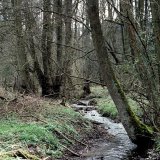 Der Oberlauf des Baumbachs, eines kleinen Mittelgebirgsbachs, ist noch ziemlich naturbelassen und weist eine gute Wasserqualität auf.