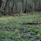 Im Bachtal haben sich neben den Bachlauf sumpfige Auenflächen gebildet.