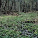 Im Bachtal haben sich neben den Bachlauf sumpfige Auenflächen gebildet.