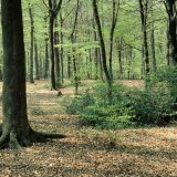 Buchen-Eichen-Hainbuchenwald
Teilbereiche des Rumbecker Holzes sind ein Rotbuchen-Eichen-Hainbuchen-Hallenwald mit nur gering ausgeprägter Strauchschicht Buchen-Eichen-Hainbuchenwald - Teilbereiche des Rumbecker Holzes sind ein Rotbuchen-Eichen-Hainbuchen-Hallenwald mit nur gering ausgeprägter Strauchschicht