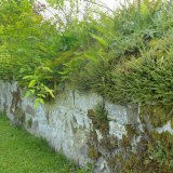 Die noch auf einer Länge von 400 Metern erhaltene, teilweise restaurierte Klostermauer wurde in Trockenbauweise errichtet und mit Kalkmörtel verfugt. Sie zeigt eine vielfältige Mauervegetation.