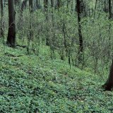 Im Gegensatz zum Rumbecker Holz weist die Sternhelle eine stark ausgeprägte Strauch- und Krautschicht auf.