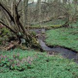 Das bachbegleitende Auengehölz besteht aus Schwarzerle (Alnus glutinosa) und Esche (Fraxinus excelsior). Die Aue ist reich an Totholz.