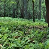 Farne wie Adlerfarn (Pteridium aquilinum), Dornfarn (Dryopteris cathusinana, Dryopteris dilatata), Waldfrauenfarn (Athyrium filix-femina) und Wurmfarn (Dryopteris filix-mas) bedecken größere Flächen der Krautschicht.