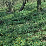Besonders auffallend sind die Blütenteppiche der Frühjahrsblüher. Dabei sind die Blütenfarben gelb und blau-violoett vorherrschend.