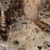 Am und unter dem Totholz des feuchten Auenwaldes findet man verbreitet die Glatte Schließmund-Schnecke (Cochlodina laminata).