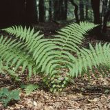 Der Bergfarn (Oreopteris limbosperma) kommt im Rumbecker Holz nur vereinzelt vor.