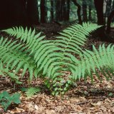 Der Bergfarn (Oreopteris limbosperma) kommt im Rumbecker Holz nur vereinzelt vor.