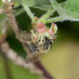 Auch die wärmeliebende Stachelbeere (Ribes uva-crispa) wächst auf der Mauerkrone. Ihre Blüten bieten im Frühjahr Nektar und Pollen für verschiedene Wildbienen.