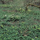 Auf den sumpfigen Auenflächen bildet des Gegenblättrige Milzkraut (Chrysosplenium oppositifolium) größere Bestände. Es blüht zeitig im Jahr zusammen mit anderen Frühjahrsblühern.