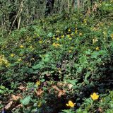 Auf dem basischen, nährstoffreichen Boden wächst eine vielfältige Krautschicht aus Blütenpflanzen.