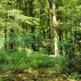 An Stellen mit lockerem Altbaumbestand bildet sich eine Strauchschicht mit Buchenjungwuchs, Schwarzem Holunder (Sambucus nigra), Traubenholunder (Sambucus racemosa), Hasel (Corylus avenella) und Ilex (Ilex aquifolium) aus.