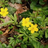 Das gelbe Buschwindröschen (Anemone ranunculoides) ist die Charakterpflanze der Sternhelle. Es vertritt auf dem basischen Boden dieses Laubwalds das im Rumbecker Holz weit verbreitete weiße Buschwindröschen (Anemone nemorosa).