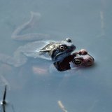 In den Teichen der Ruhraue lassen sich zu Beginn des Frühjahrs Grasfrösche (Rana temporaria) bei der Fortpflanzung beobachten.