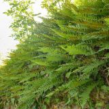 Der Gewöhnliche Tüpfelfarn (Polypodium vulgare) wächst auf der Mauerkrone in größeren Beständen.