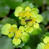 Das Gegenblättrige Milzkraut (Chrysosplenium oppositifolium) gehört zu den Steinbrechgewächsen (Saxifragaceae). Die unscheinbaren Blüten des Blütenstandes werden durch goldgelbe Hochblätter auffällig. Bestäuber sind besonders kleine Fliegen und Wespen.
